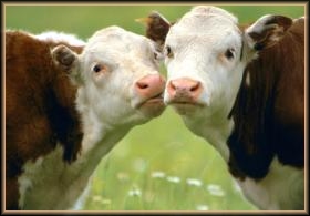 Amour vache
